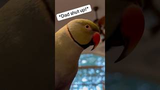 Ducky vs sappy dad 😅 talkingparrot birds cuteanimals iloveyou talkingbird funnyanimals [upl. by Arraic]