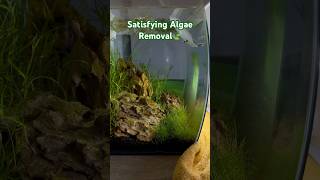 Satisfying Algae Removal🍃 aquarium aquascape satisfying fish plants hobby shorts [upl. by Najar493]