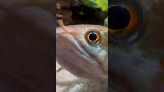 Look me in the eyes aquarium aquaristik [upl. by Cathee]