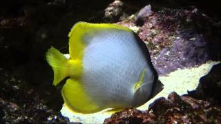 Chaetodon ocellatus  Bloch 1787 HD Poissonpapillon ocellé  Aquarium de Paris  022015 [upl. by Haerr]