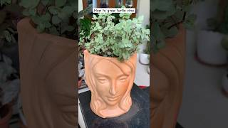 From grass to beautiful decor piece  how to grow turtle vine from cutting  how to grow inch plant [upl. by Jehanna]