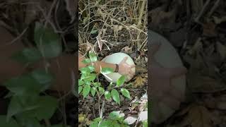 Finding cooking and eating a giant puffball mushroommushroom pizza crust [upl. by Sirehc]