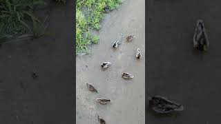 Patos y gallinetas en el río birds aves nature wildlife [upl. by Akahc]