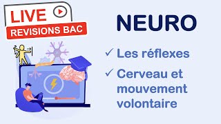 Révisions BAC spé SVT  NEUROLOGIE [upl. by Aicnorev398]