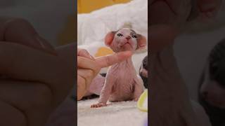 Sweet bean grows up day by day～❤️shorts sphynx babysphynx kitten cat [upl. by Hsemar]