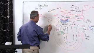 Renal System GFR Glomerular Filtration Rate 314 [upl. by Enialed]