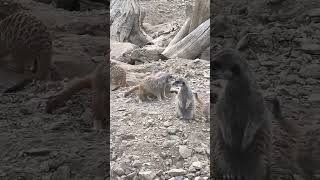 suricate  maman papa je moccupe du petit partez tranquille [upl. by Skier]