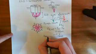 The Structure and Opening Mechanism of CysLoop Receptors Part 3 [upl. by Gratt15]