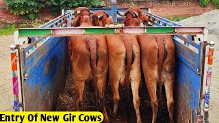 Entry Of New Gir Cow At Yadav Dairy FarmLucknowGir Cows of Rajasthan Available For sale in Lucknow [upl. by Antonio]