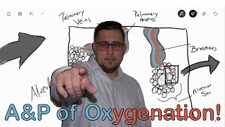 OXYGENATION amp GAS EXCHANGE MADE EASY [upl. by Dickinson]