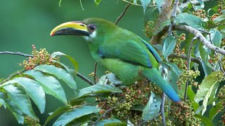 Northern EmeraldToucanet and its Call [upl. by Adar]