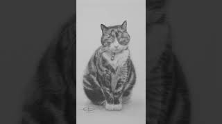 DRAWING TIMELAPSE  Cat Hyperreal Pencil Portrait Charlie [upl. by Shalna]