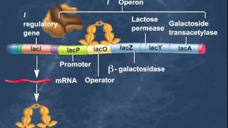 The Lac Operon Induction of Genes HD Animation [upl. by Aracahs659]