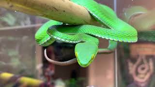 Trimeresurus albolabris the whitelipped pit viper Gamora [upl. by Tterrag]