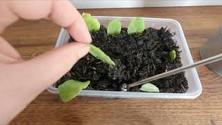 Propagating Sedum from Leaves LEAFLET [upl. by Renzo296]