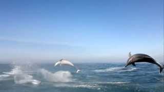 Golfinhos saltando em Floripa imagens em HD [upl. by Suisyola]