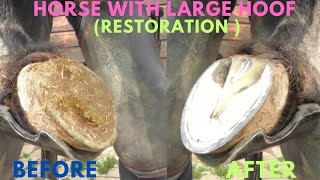 Shire Horse  Satisfying Full Horse Hoof Restoration [upl. by Tnomed949]