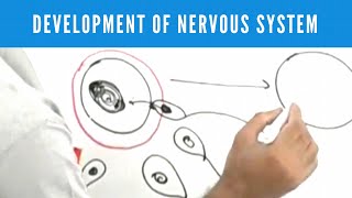 Development of Nervous System  Neuroanatomy [upl. by Nnaes]