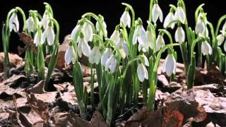 EARLY SPRING snowdrop flower time laps Sir David Attenboroughs opinion [upl. by Boles]