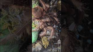 SCARILY BIG SPIDER 👻 Feeding Theraphosa apophysis  Pinkfoot goliath birdeater [upl. by Yvan]