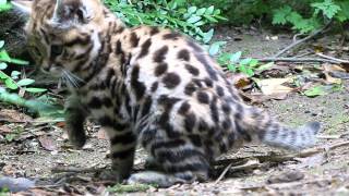 black footed cat kitten goes crazy with a dead mouse [upl. by Iand869]