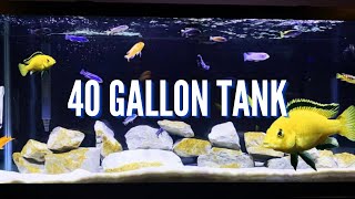 Top 5 Cichlid Tank Setups for a 40 Gallon Aquarium [upl. by Digdirb]