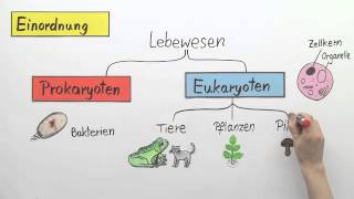 Die Hefe  Biologie  Zoologie [upl. by Baiel969]