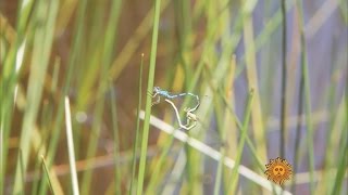 Nature Damselflies [upl. by Yusuk999]