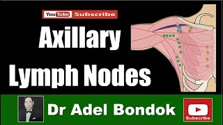 Axillary Lymph Nodes Dr Adel Bondok [upl. by Argella]