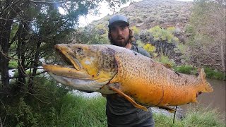 BIGGEST FISH I’VE EVER SEEN State Record Tiger Trout [upl. by Ayat]