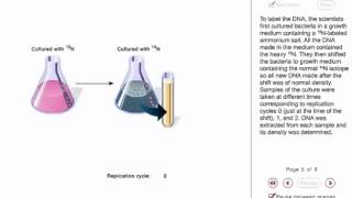 Meselson and Stahl experiment animation [upl. by Akinnej]