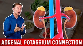 The Adrenal Gland and Potassium Connection – DrBerg [upl. by Gwendolen]