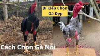 CÁCH CHỌN GÀ NÒI  BÍ KIẾP CHỌN GÀ ĐẸP  CÁCH CHỌN GÀ NÒI GIỐNG  GÀ NÒI  THẾ GIỚI PRO [upl. by Meagher]