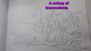 A Colony of leucosolenia biology diagram very easy way [upl. by Sidras995]