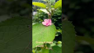 Orena Lobata plants youtubeshorts youtube garden floweringplant nature flowers plants shorts [upl. by Nevin]