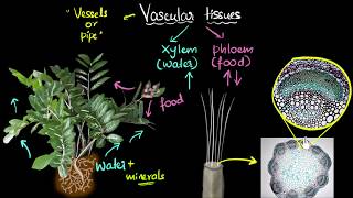 Intro to vascular tissues xylem amp phloem  Life processes  Biology  Khan Academy [upl. by Areik]