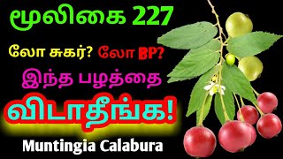 தேன் பழ மரம்நெய் பழம்jam fruitMuntingia Calaburaஅலசல்Alasal [upl. by O'Hara]