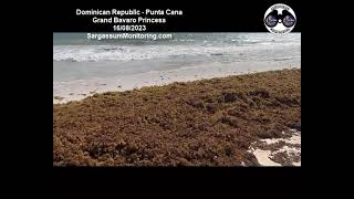 2023 Sargassum  Dominican Republic  Punta Cana Grand Bavaro Princess [upl. by Aikahs66]