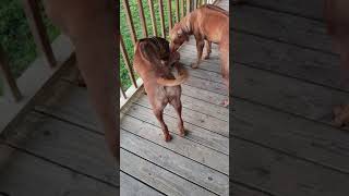 RHODESIAN RIDGEBACK PUPPIES [upl. by Einama]