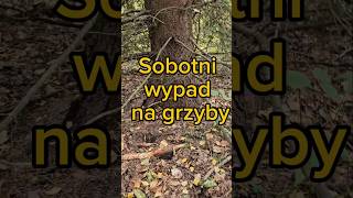 Sobotni spontaniczny wypad do lasu na grzyby las grzyby2024 natura [upl. by Briana406]