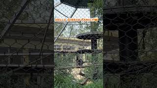 Gibbons  Assiniboine Park Zoo Winnipeg MB Canada shorts gibbons [upl. by Burn]