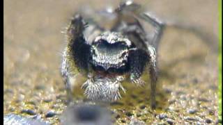 Jumping spider mating ritual with sound Habronattus coecatus [upl. by Ydissac]