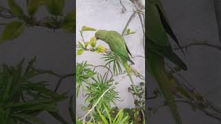 parrot talkingparot birds parroting greenparrot talkingparr parrotlover parrotentertainment [upl. by Adnicaj178]