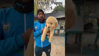 Show Quality Golden Retriever Puppy Sell [upl. by Beattie508]