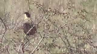 South Texas Caracara Mexican Eagle [upl. by Aisset]