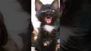 Cute cat actingshprtsfuunyshortsfunforkidstvhindirhymescutebaby [upl. by Anialad940]