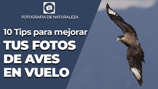 MEJORA TUS FOTOGRAFIAS DE AVES EN VUELO [upl. by Ahsitahs]