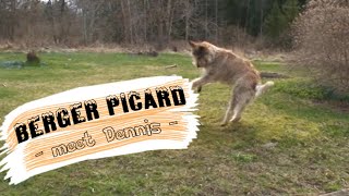 Berger Picard  the most charming dog breed [upl. by Pucida]