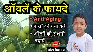 😋💪आंवला के फ़ायदे  Gooseberry benefits fruit farming agriculture hindi vlogs [upl. by Bainter]