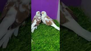 Beautiful doves MASHAH ALLAH dove dovesbird lovebirds quran [upl. by Eiger]